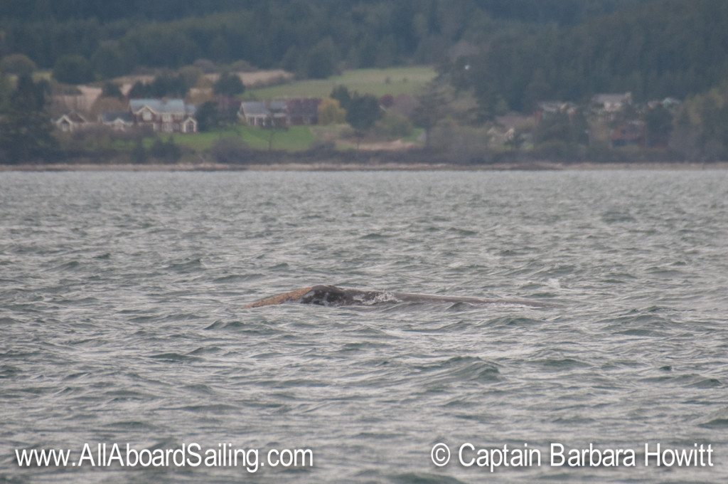 Gray Whale