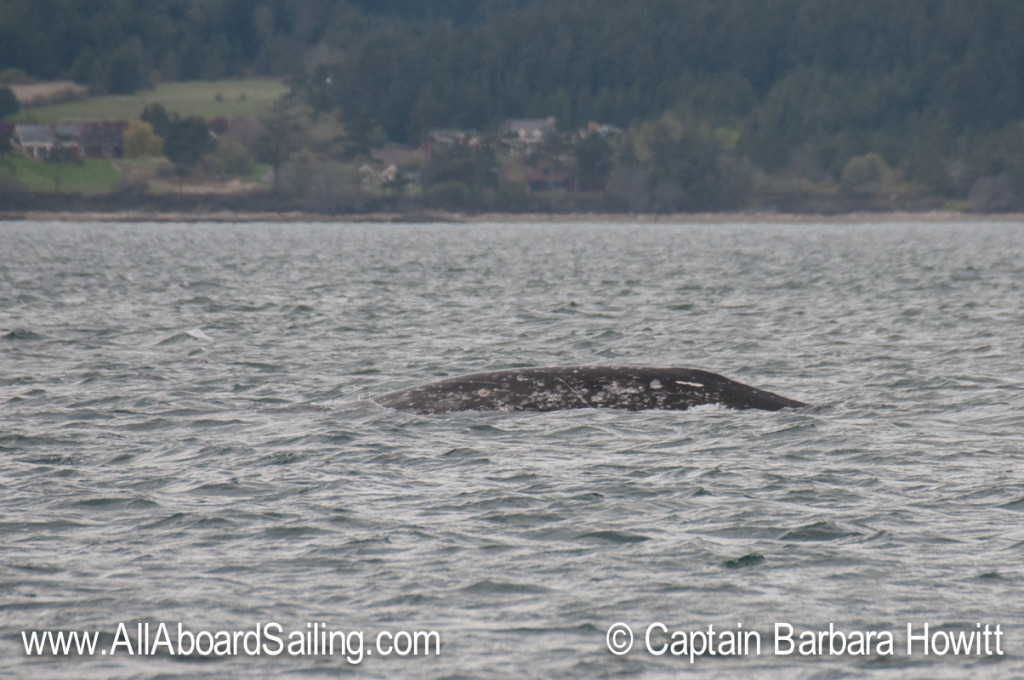 Gray Whale