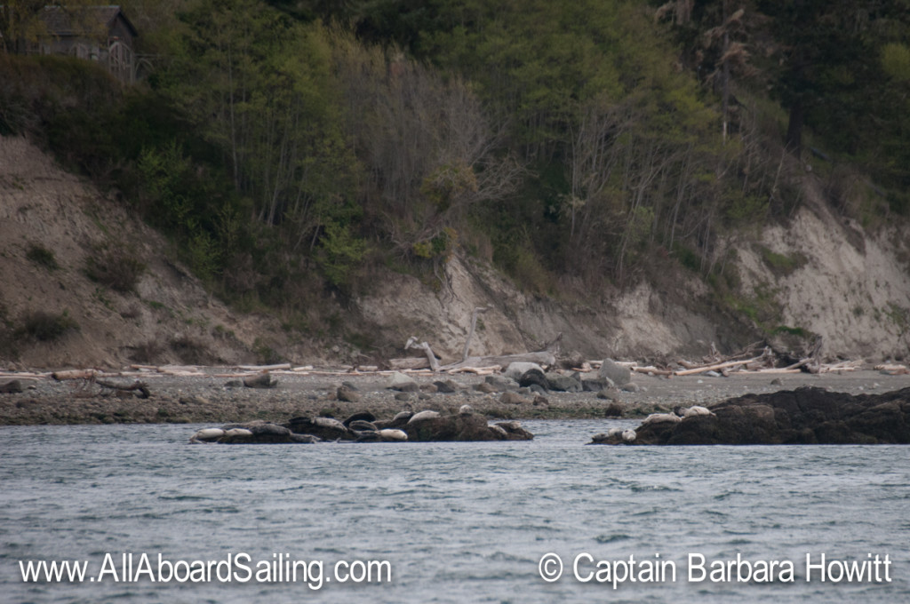 Harbor Seals