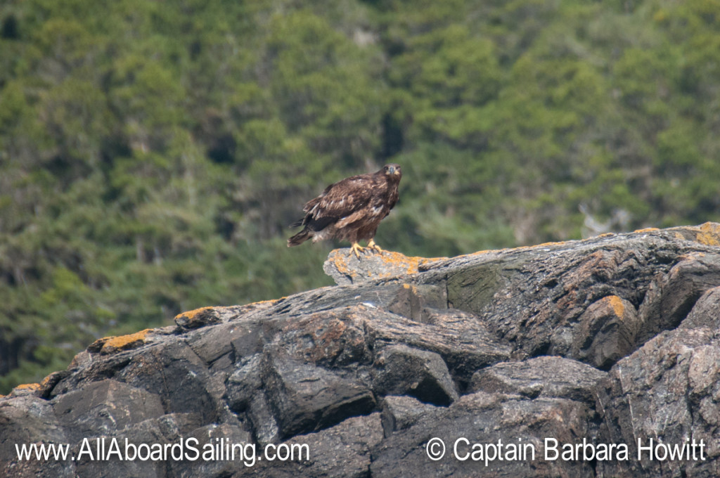 Immature Bald Eagle