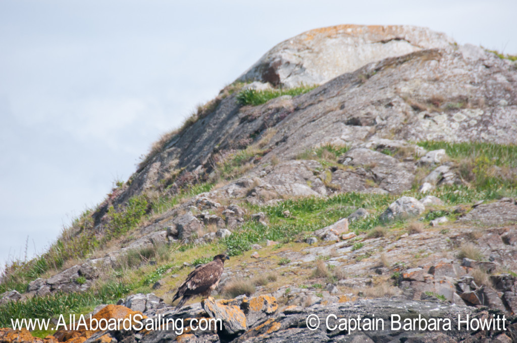 Immature Bald Eagle