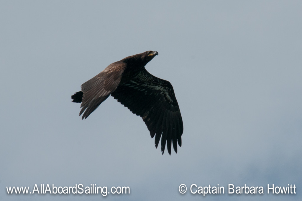 Immature Bald Eagle