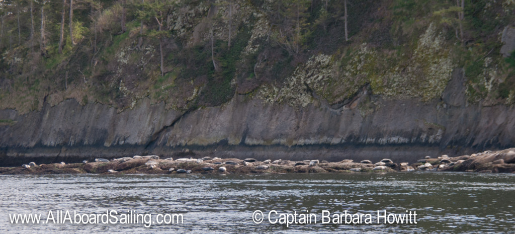 Harbor seals on Skipjack Island