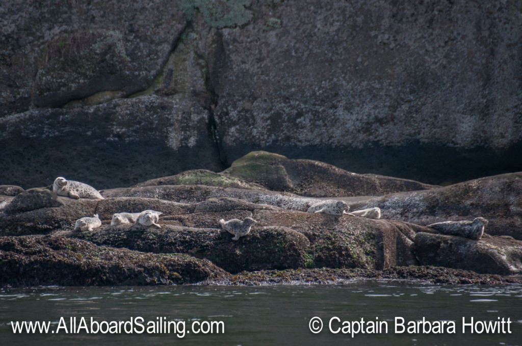 Harbor seals on Skipjack Island