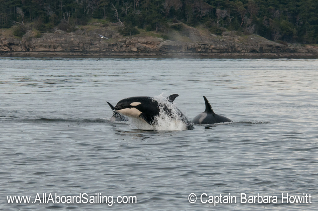 Juvenile orcas playing