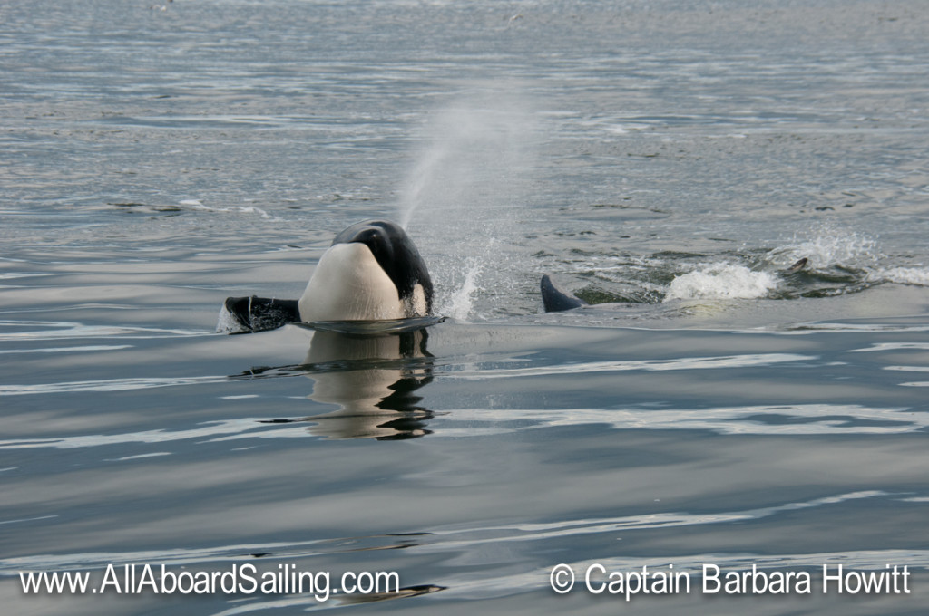 Juvenile orcas playing