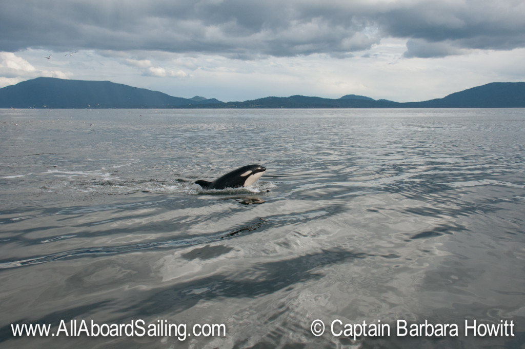 Juvenile orcas playing