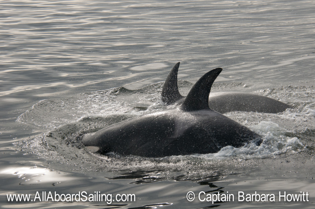 Transient Orcas