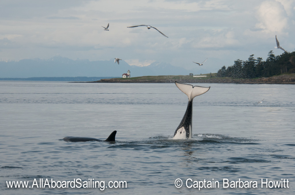 Killer whale headstand, Alden Pt Lighthouse