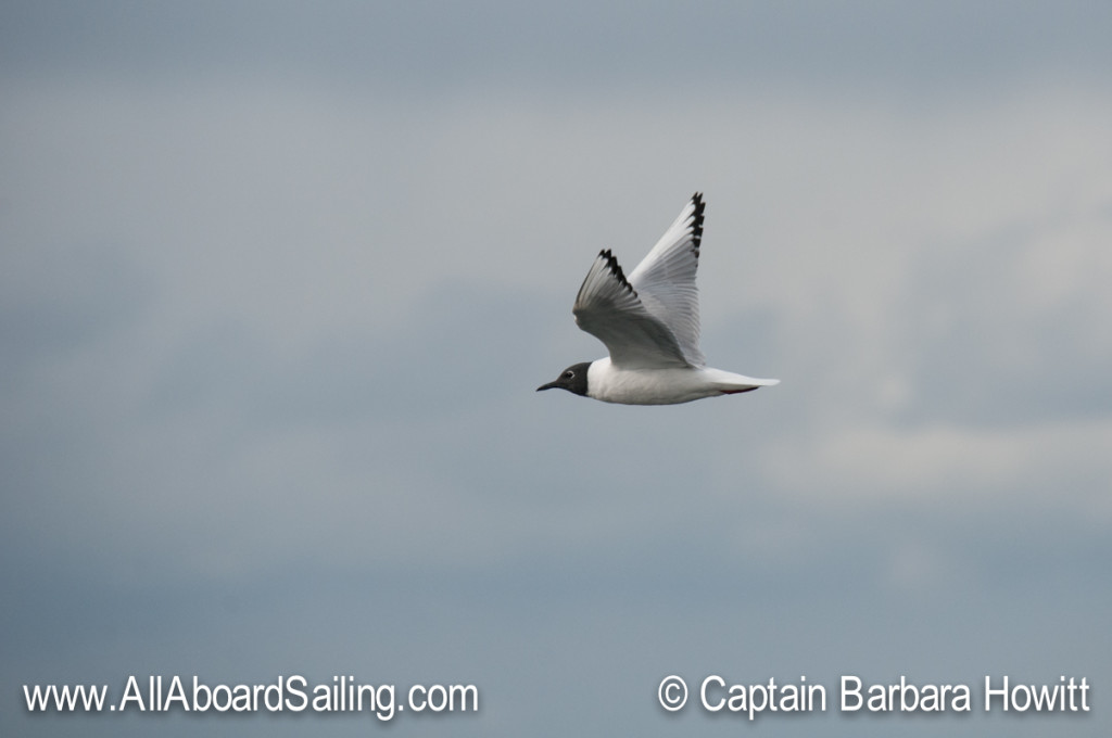 Bonaparte's gull