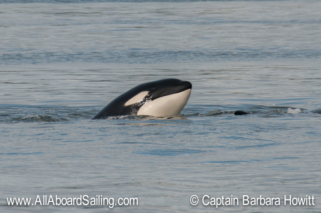 Killer whale spy hop 