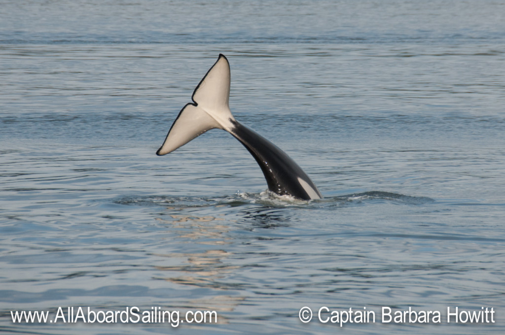 Orca headstand