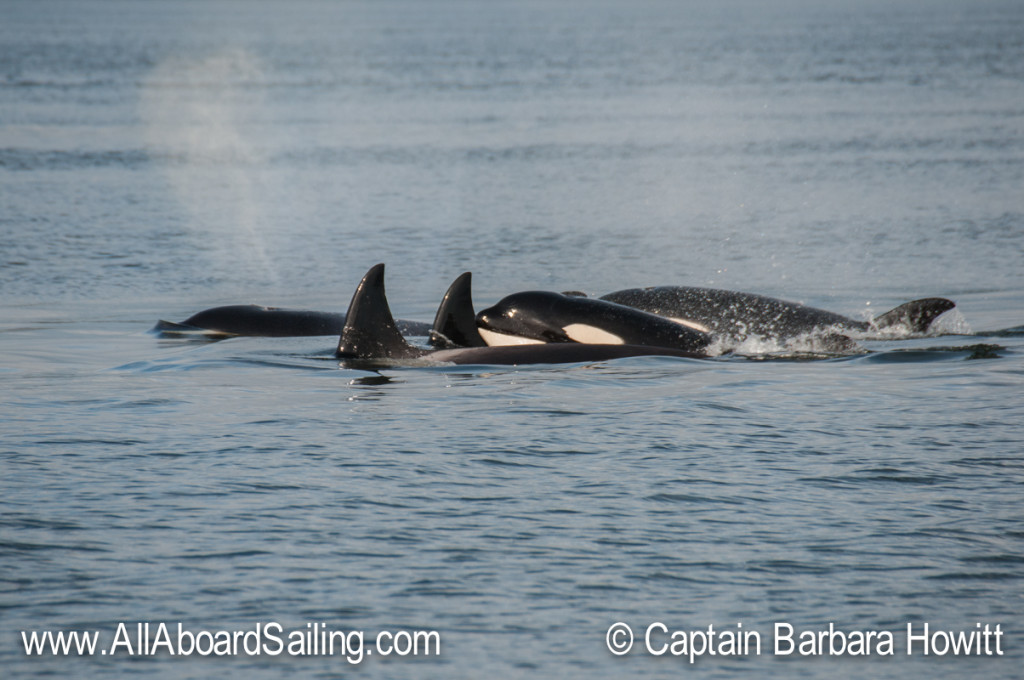 orca families
