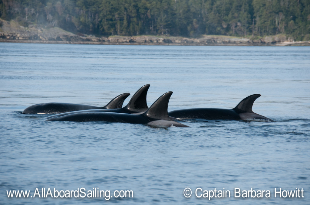 Close socialization of orca families