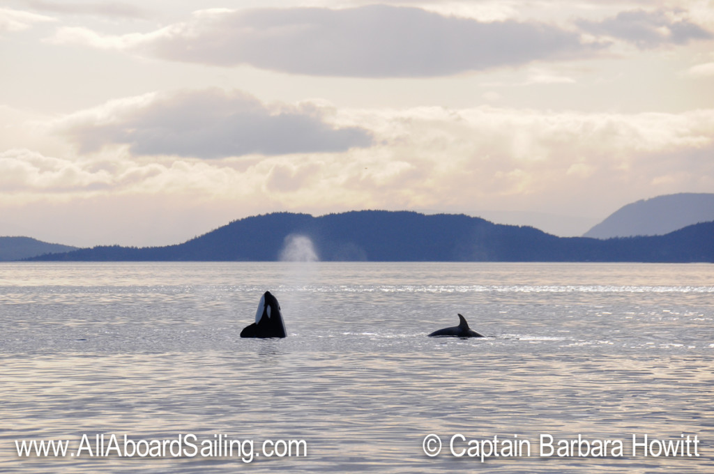 Orca spy hop in the sunset