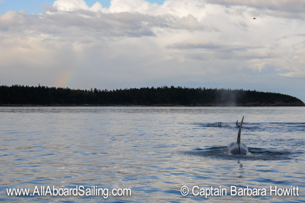 Killer whales and rainbow