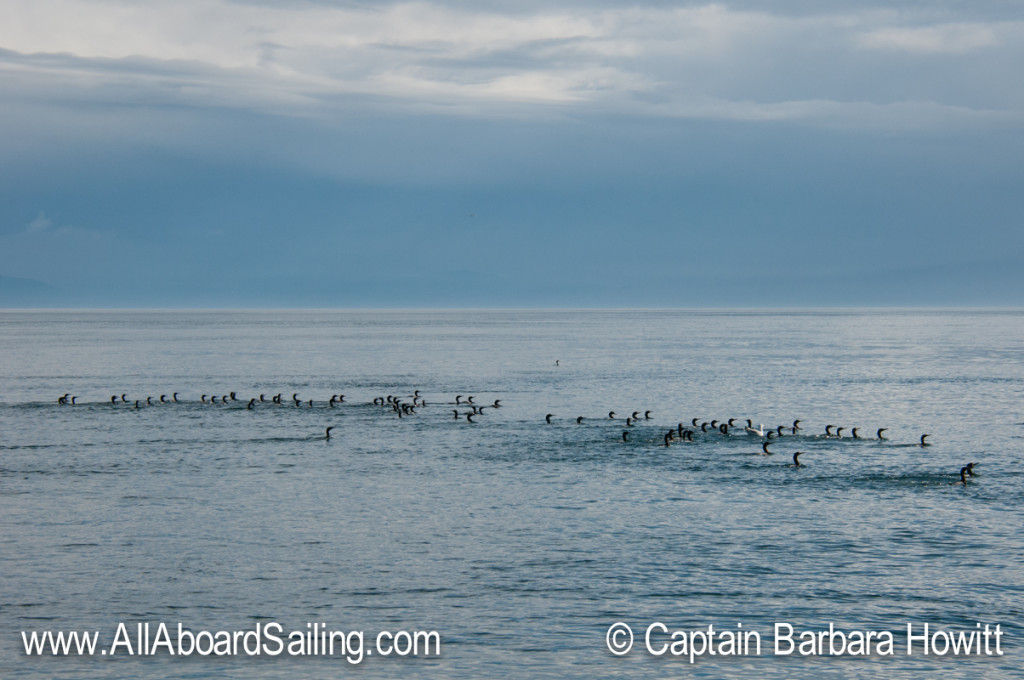 Group of cormorants