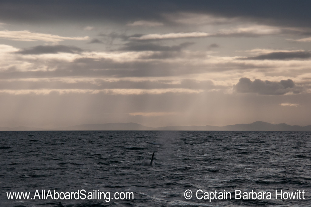 Orcas heading towards the sunset