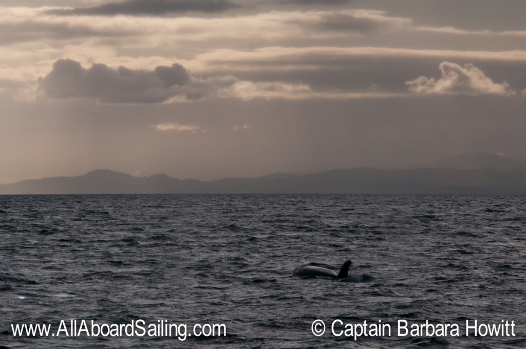 Orcas heading towards the sunset