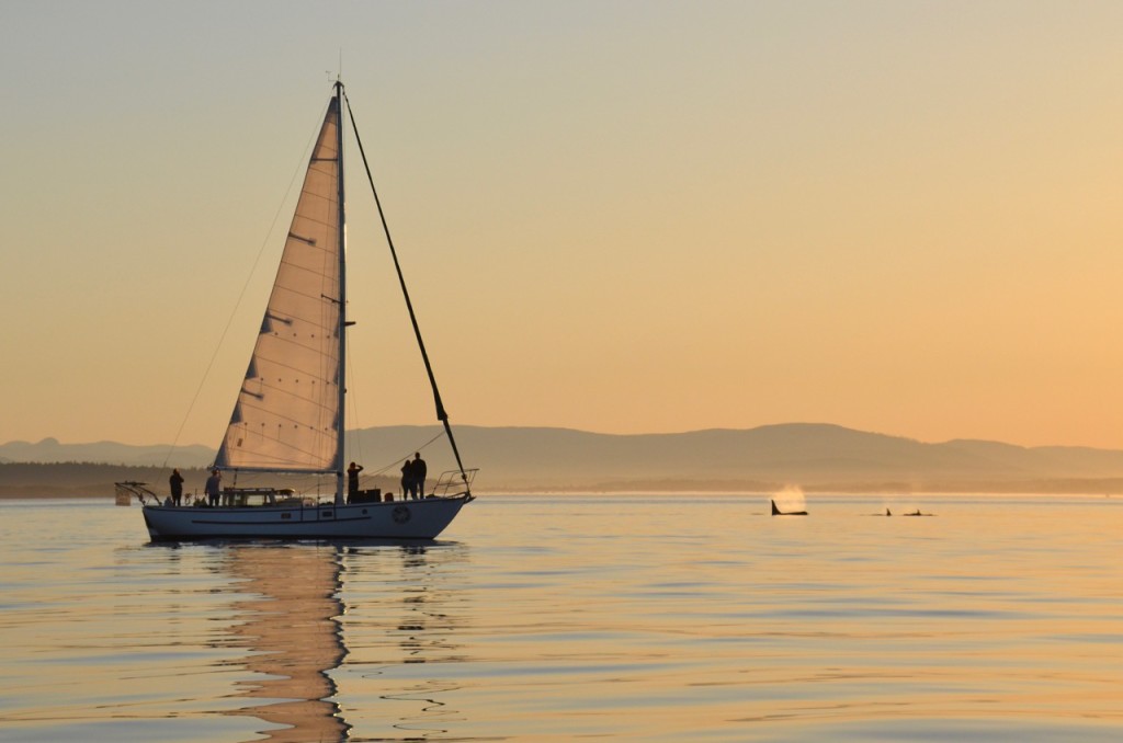 Sailing with J pod