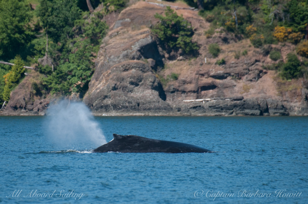 whale fart