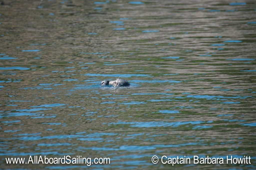 Harbor seal with pup