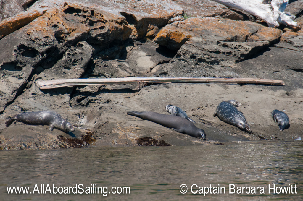 Harbor seal with strange pelage 