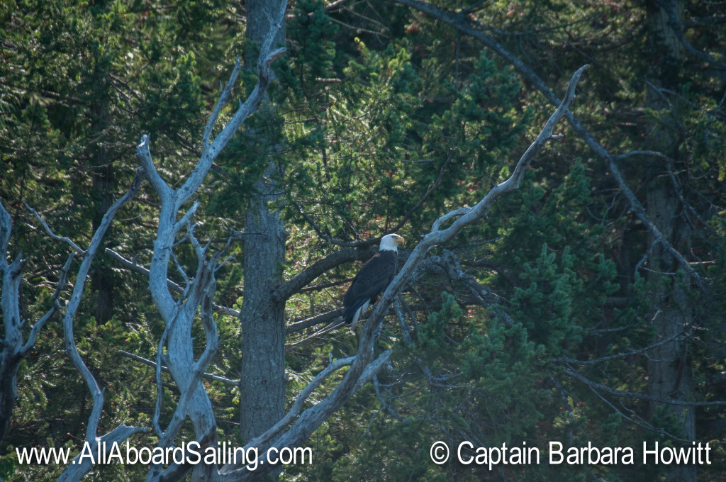 Bald eagle