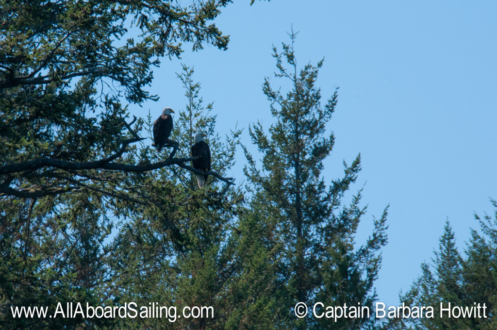 Pair of bald eagles