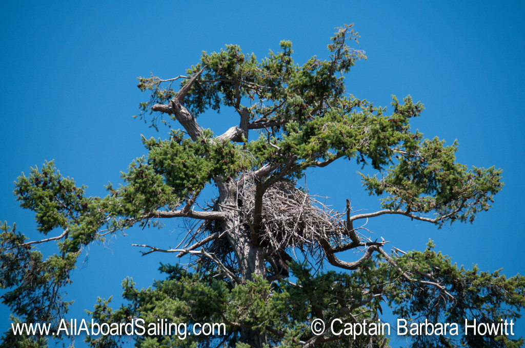 Bald eagle nest