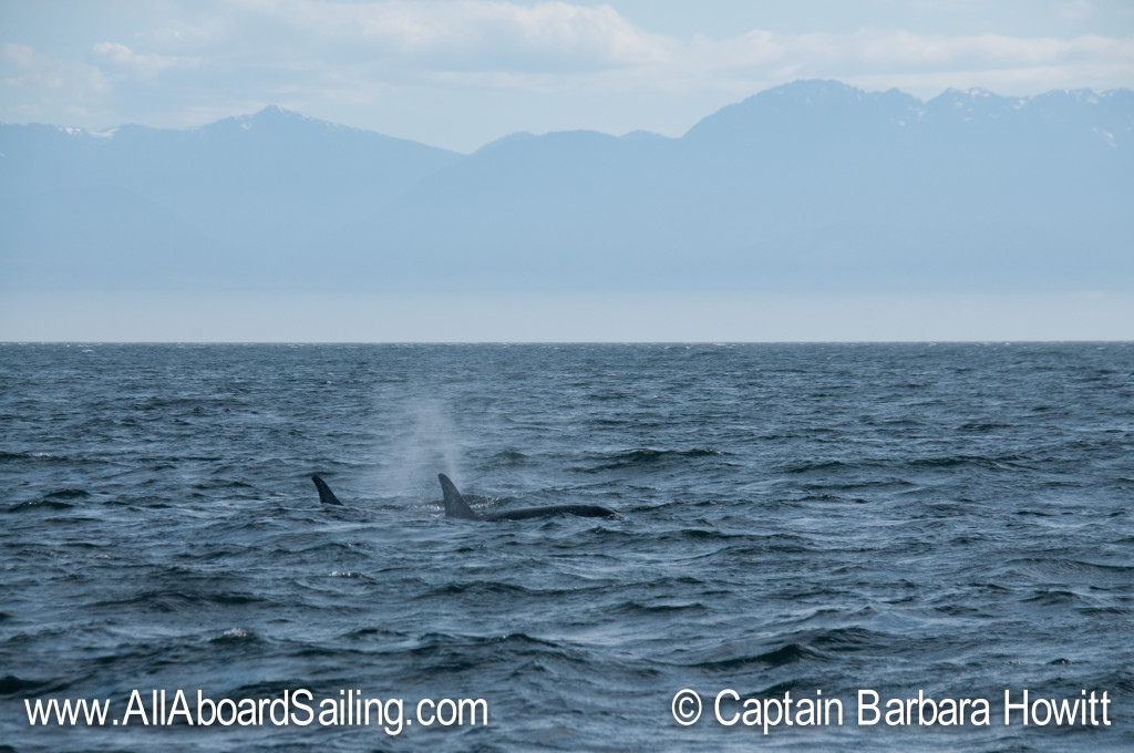 L pod members with Olympic Mountains