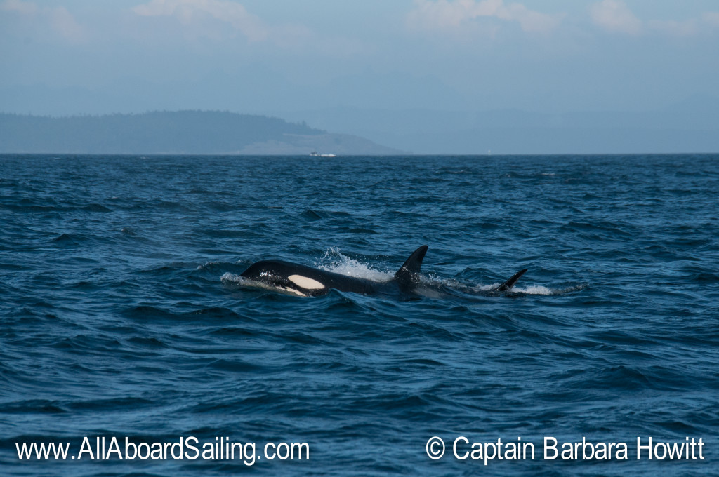 Sailing with whales