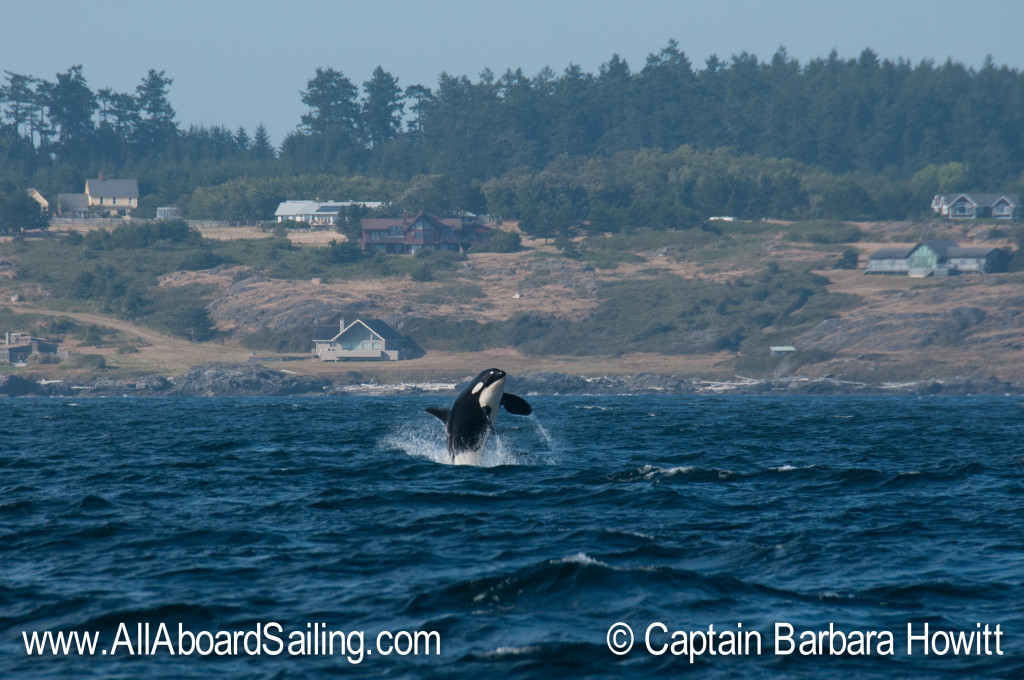 Killer whale breach