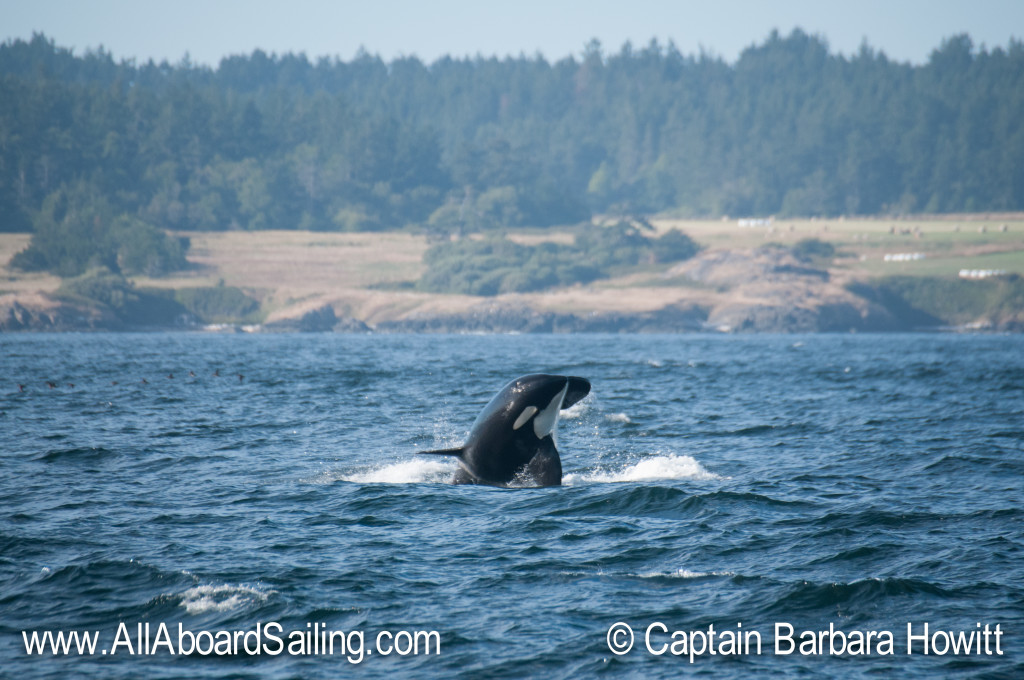 Killer whale breach