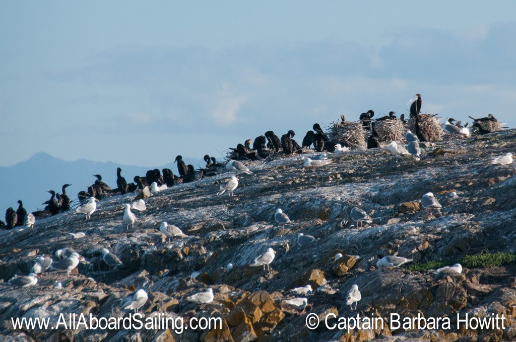 Cormorant nests on Goose Island 