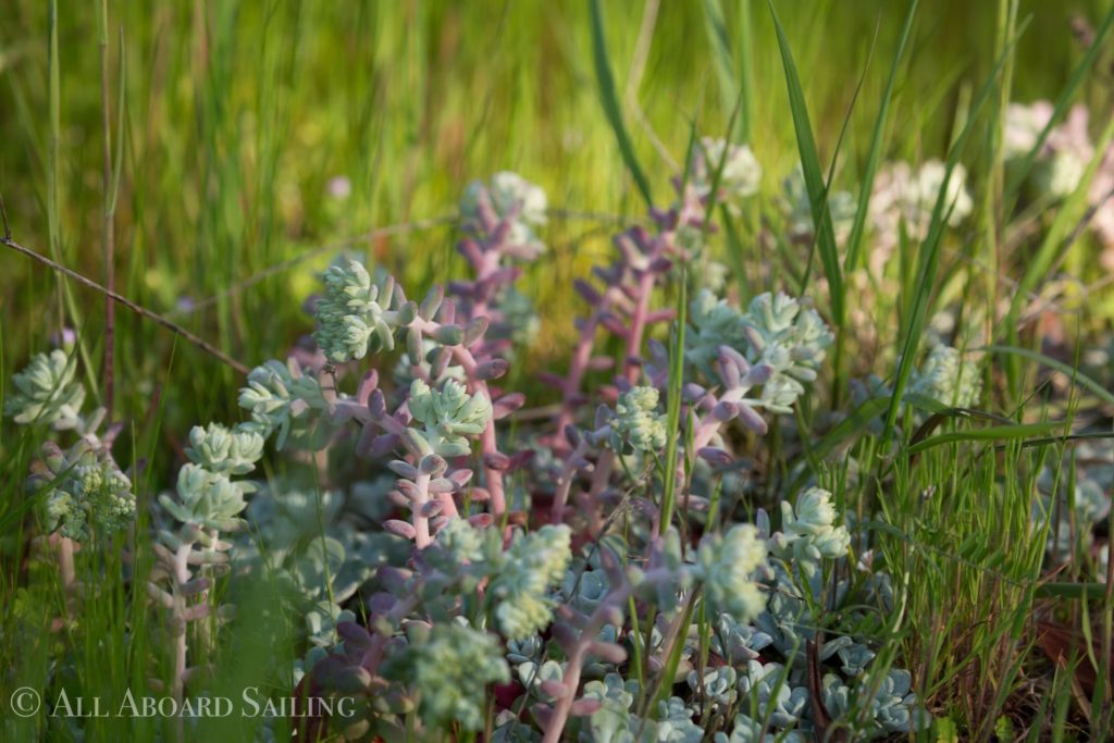 Broad leaf stonecrop