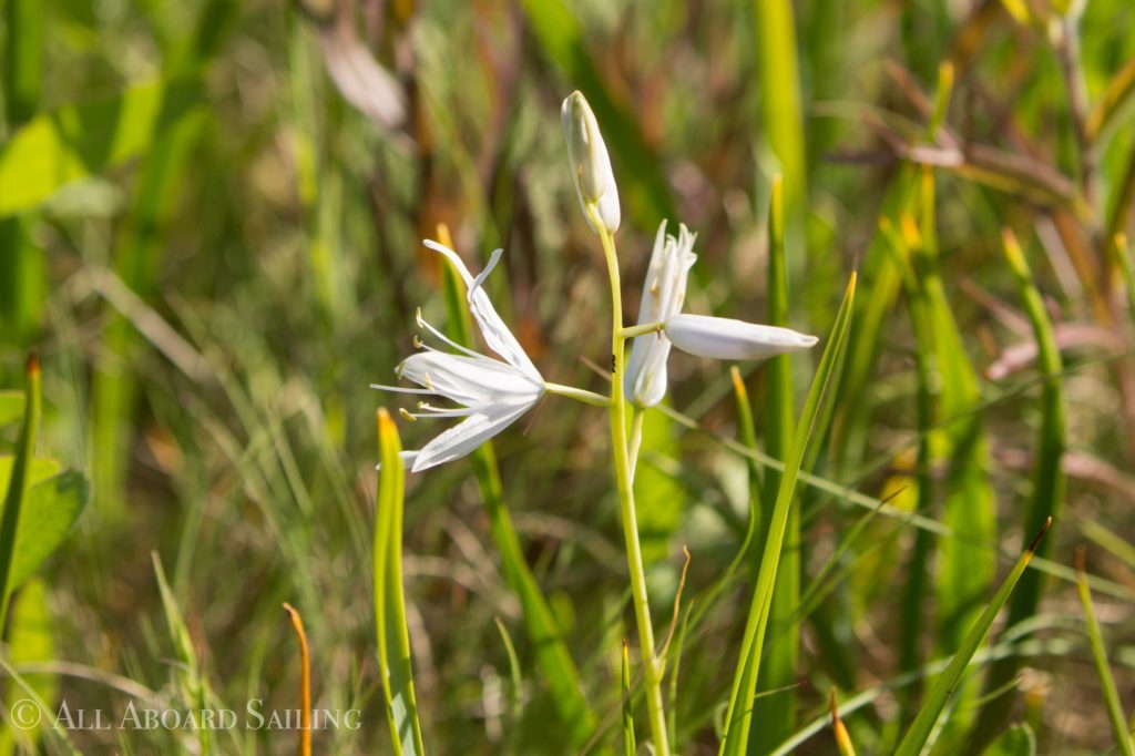 Rare white camas