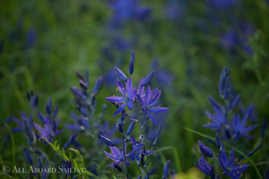 Blue camas