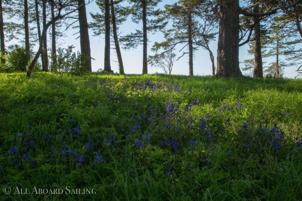 Blue camas