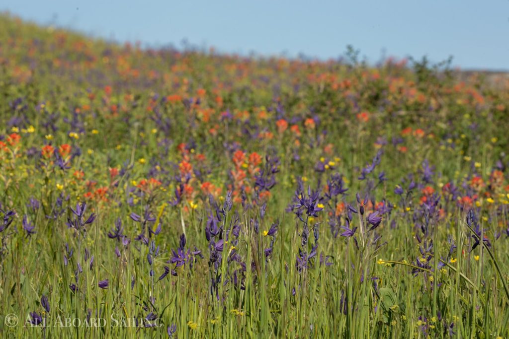 Wildflowers on Yellow Island