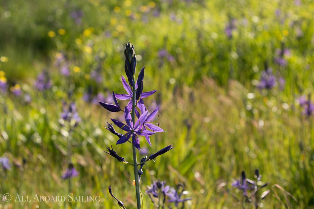 Blue camas