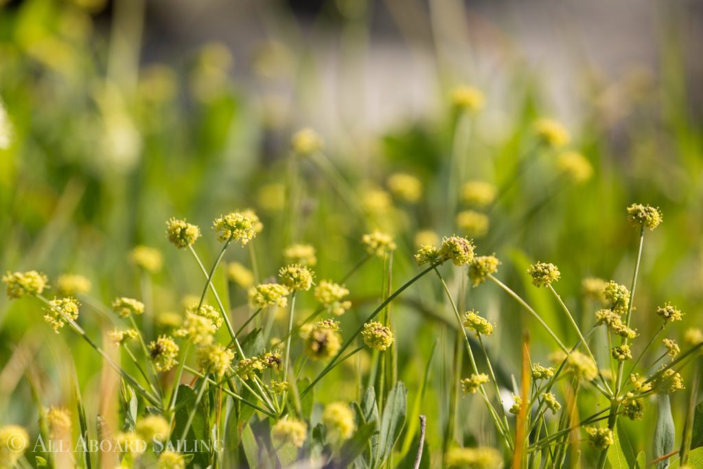 Indian Parsley