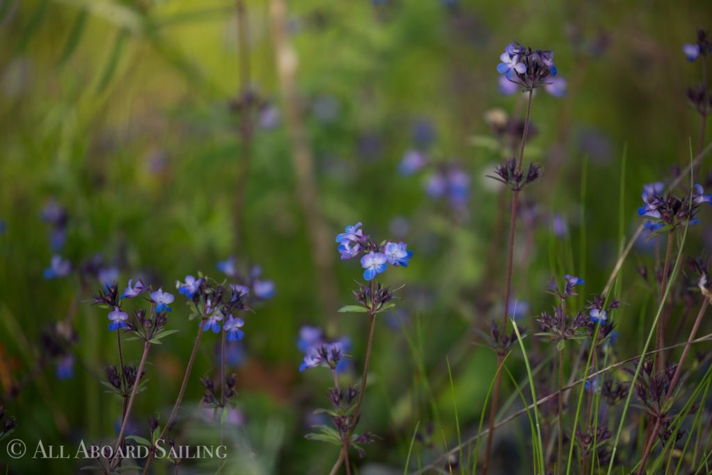 Blue-eyed Mary