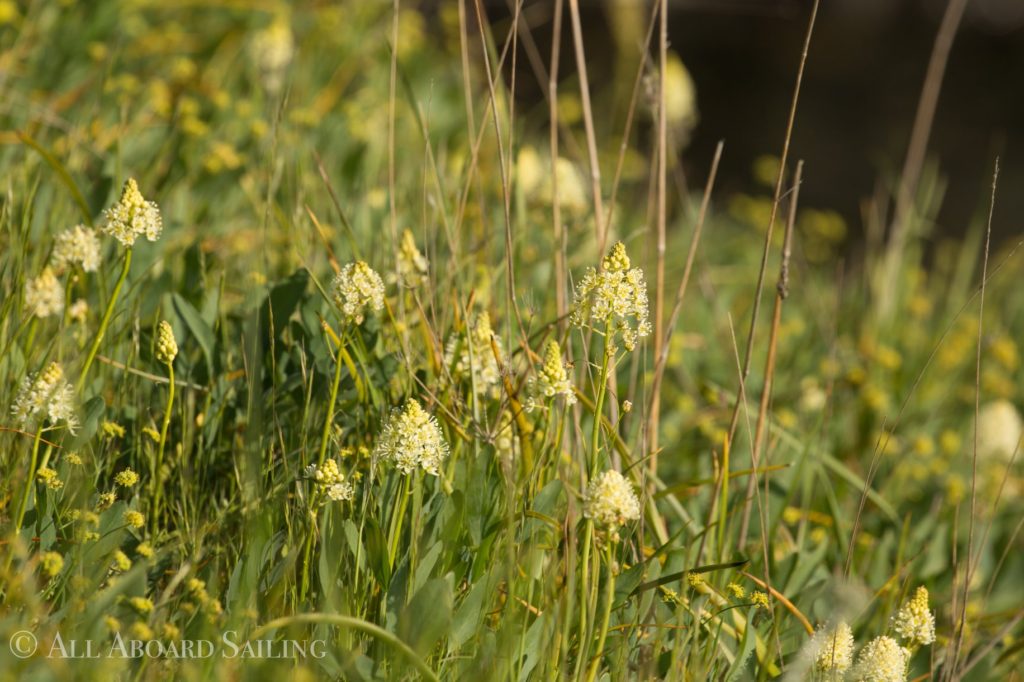 Death camas