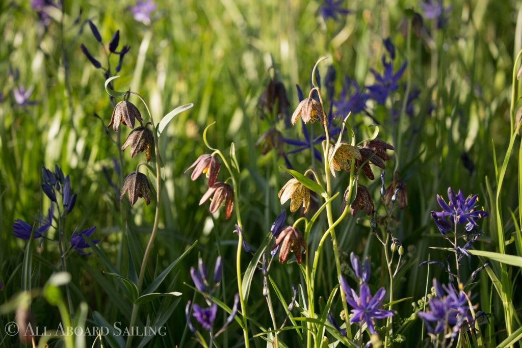 Chocolate Lillies and Blue Camas