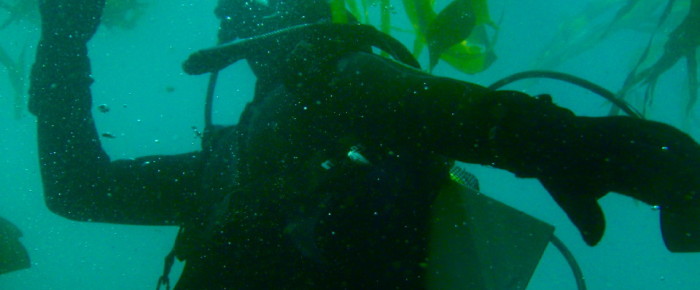 Dive trips to Lime Kiln Cove and Cactus islands Dive trips to Lime Kiln Cove and Cactus islands