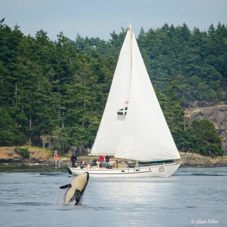 Around Lopez with Transient Orcas