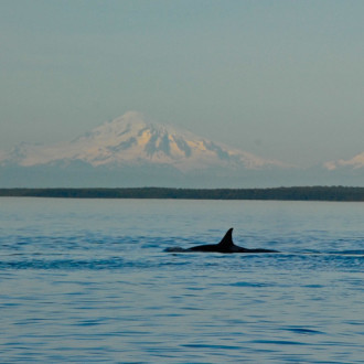 Stuart Island Turn Point – anchor at sunset with whales