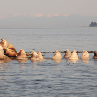 Speiden Island Wildlife Tour