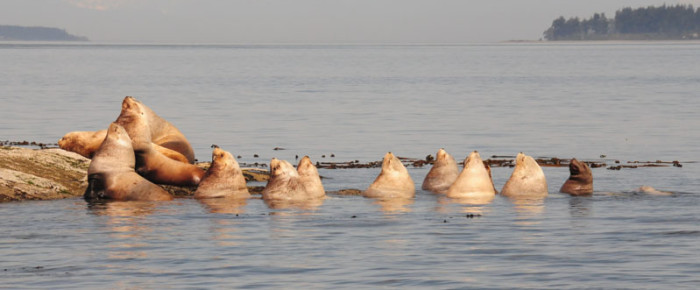 Speiden Island Wildlife Tour